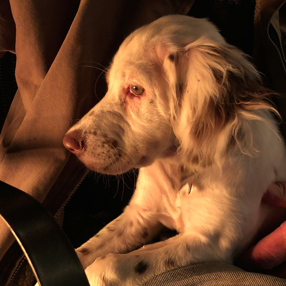 Meet your Posher, Gini  (EUC!) - Picture 6 of 6